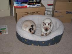 more kittens
